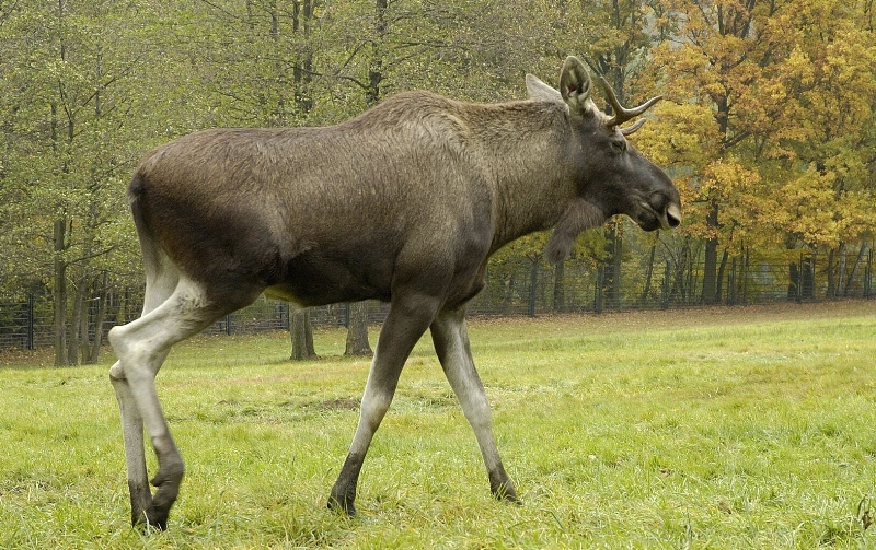 Los evropský, foto (c) Archiv Zoo Praha